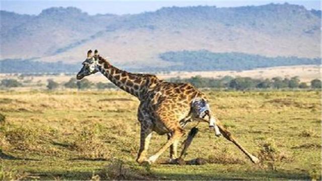 长颈鹿的身高、体重、寿命、速度、睡眠时间是多少