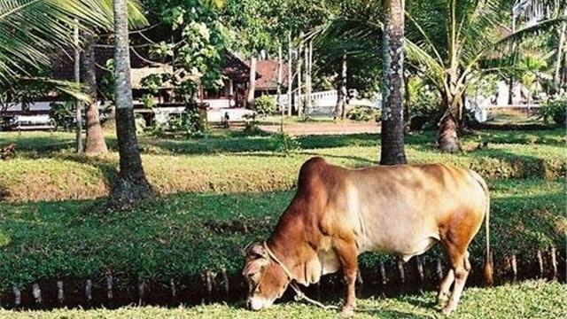世界上什么牛最小