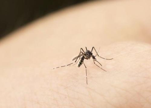  夏天小心蚊虫叮咬 这种难题留意预防