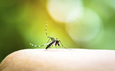 夏季小心蚊虫叮咬 这些问题注意预防