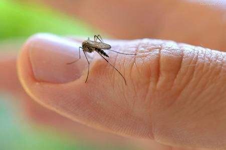 夏季小心蚊虫叮咬 这些问题注意预防