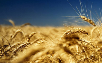 防止小麦生虫的方法 小麦生虫了还可以吃吗